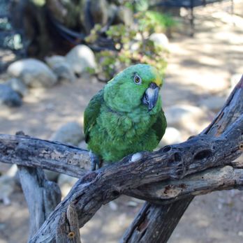Free Flight - Animal Shelters Near Me - Del Mar, California Free Flight - Animal Shelters Near Me - Del Mar, California