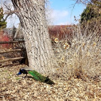 Denver Zoo - Free roaming peacocks!!! - Zoos Near Me - Denver, Colorado Denver Zoo - Free roaming peacocks!!! - Zoos Near Me - Denver, Colorado