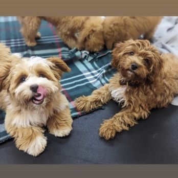 SF Puppy Prep - Pet Training Near Me - San Francisco, California SF Puppy Prep - Pet Training Near Me - San Francisco, California