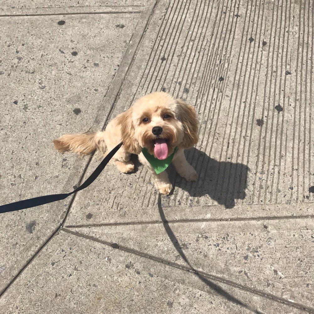 The Bark Shoppe - After - Pet Groomers Near Me - New York, New York The Bark Shoppe - After - Pet Groomers Near Me - New York, New York