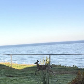 Seaside Vacation Homes - Momma and baby deer came along in the morning! - Vacation Rentals Near Me - Seaside, Oregon Seaside Vacation Homes - Momma and baby deer came along in the morning! - Vacation Rentals Near Me - Seaside, Oregon