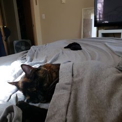 cat doctor federal way