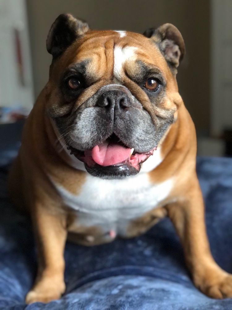 ARIZONAS BEST ENGLISH BULLDOGS Updated September 2024 32 Photos Tolleson, Arizona Pet