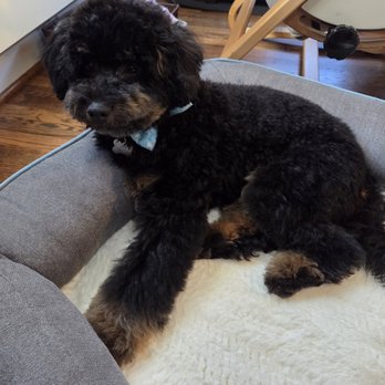 Boujee Bubbles Mobile Dog Grooming - Pet Groomers Near Me Boujee Bubbles Mobile Dog Grooming - Pet Groomers Near Me