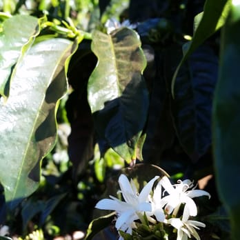 O'o Farms - future coffee "cherry" flower - Food Tours Near Me - Kula, Hawaii O'o Farms - future coffee "cherry" flower - Food Tours Near Me - Kula, Hawaii