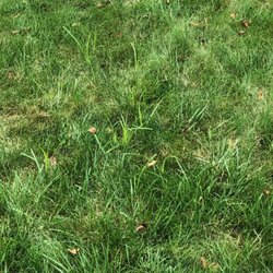 TruGreen Lawn Care - nutsedge - it's all over my front yard