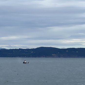 Island Adventures Whale Watching - Whale - Whale Watching Tours Near Me - Anacortes, Washington Island Adventures Whale Watching - Whale - Whale Watching Tours Near Me - Anacortes, Washington