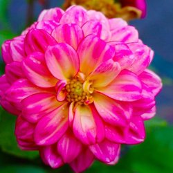 Brochu Nursery and Landscaping