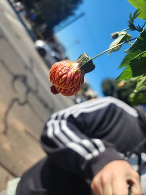 Burbank Farmers Market by null