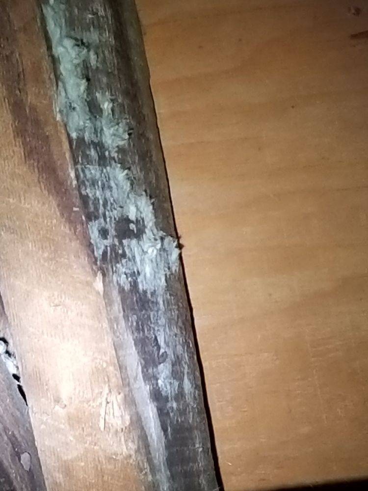 Bronx Mold Removal - mold inspector in Bronx, NY