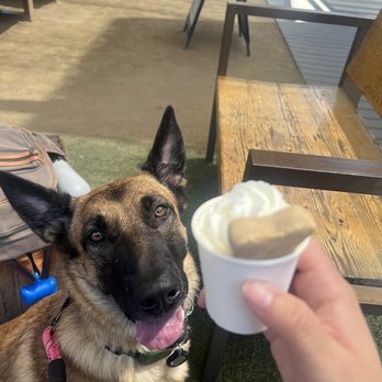 Persistent Paws Dog Training - Pet Training Near Me