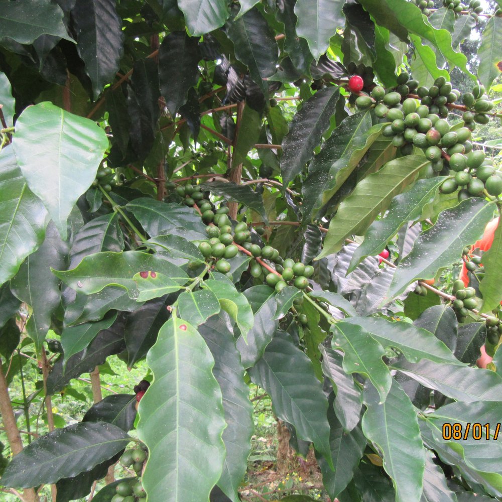 Rooster Farms - Red coffee cherries ready for picking. - Farms Near Me - Captain Cook, Hawaii Rooster Farms - Red coffee cherries ready for picking. - Farms Near Me - Captain Cook, Hawaii