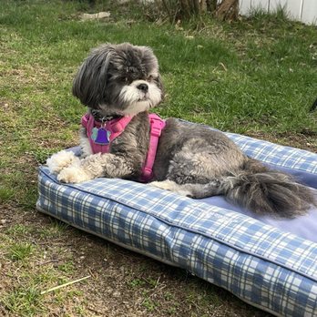 Scrub a Dog - Cupcake - Pet Groomers Near Me - Maynard, Massachusetts Scrub a Dog - Cupcake - Pet Groomers Near Me - Maynard, Massachusetts