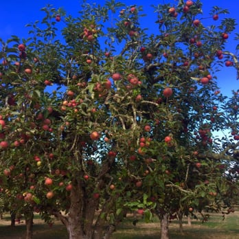 Apple-A-Day Ratzlaff Ranch - Fruits & Veggies Near Me - Sebastopol, California