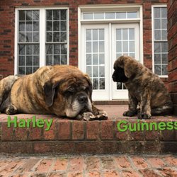 A Gift of Peace Home Pet Euthanasia - Meeting the new family member