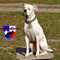 Canine Texas