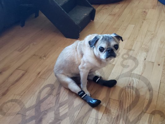 co pug rescue