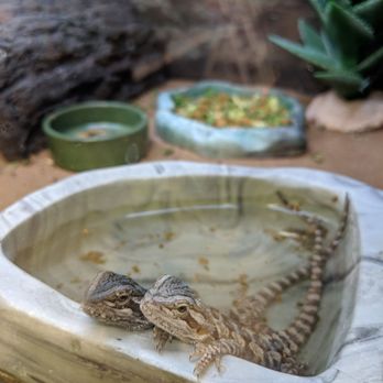 Petco - Pet Training Near Me - Ste E Harvey, Louisiana Petco - Pet Training Near Me - Ste E Harvey, Louisiana