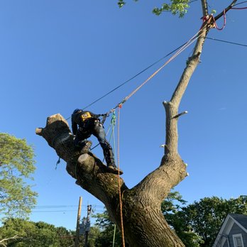We Care Tree Care - Our lead climber Kyle rigging down trunk wood from a massive leaner during a removal over a commercial property. - Tree Services Near Me We Care Tree Care - Our lead climber Kyle rigging down trunk wood from a massive leaner during a removal over a commercial property. - Tree Services Near Me