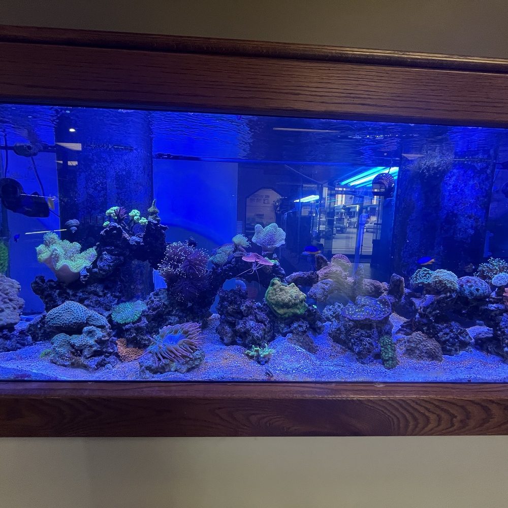 ABC Reefs - Coral tank - Aquarium Services Near Me - Syracuse, New York ABC Reefs - Coral tank - Aquarium Services Near Me - Syracuse, New York