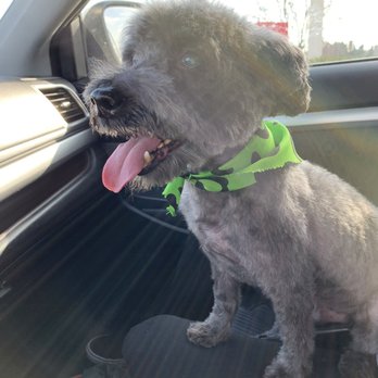 All Fur Pet Grooming - Pet Groomers Near Me - Fredericksburg, Virginia
