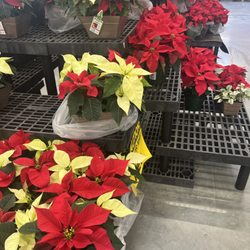 Red is in!