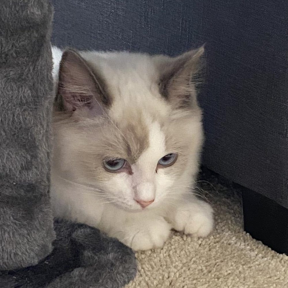 Ragdolljjsweeti - Pet Breeders Near Me Ragdolljjsweeti - Pet Breeders Near Me