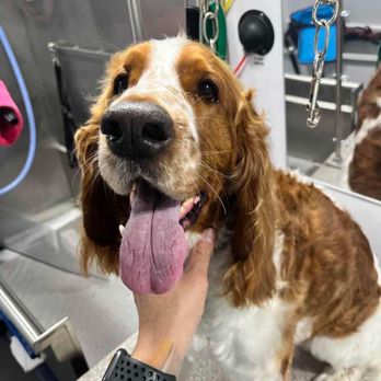 Supreme Pawfection - Nice, clean and happy! Wolfgang - Pet Groomers Near Me
