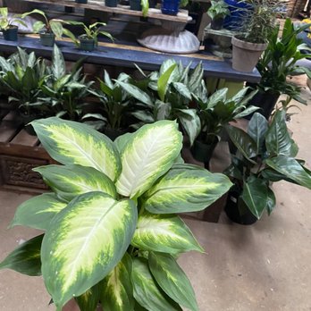 Urban Jungle - Dieffenbachia - 4in - Nurseries & Gardening Near Me - Philadelphia, Pennsylvania Urban Jungle - Dieffenbachia - 4in - Nurseries & Gardening Near Me - Philadelphia, Pennsylvania