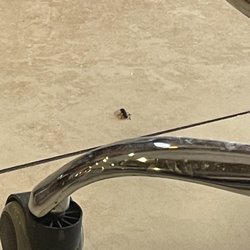 Happy Nails and Spa - Roach/bug on the floor. (alive)