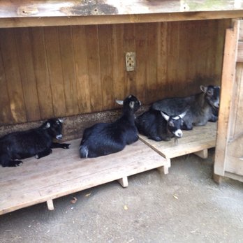 Brandywine Zoo - Sooo cute - Zoos Near Me - Wilmington, Delaware