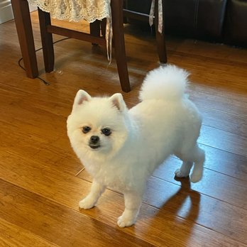 Magic Groomer - Pet Sitting Near Me - Arcadia, California