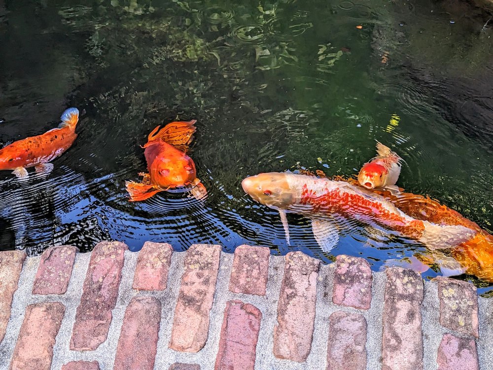 BITTERSWEET BISTRO Updated September 2024 286 Photos & 531 Reviews 787 Rio Del Mar Blvd