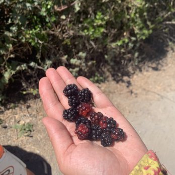 Picchetti Ranch Open Space Preserve - Wild blackberries. If they are red they are not ripe. - Parks Near Me - Cupertino, California Picchetti Ranch Open Space Preserve - Wild blackberries. If they are red they are not ripe. - Parks Near Me - Cupertino, California