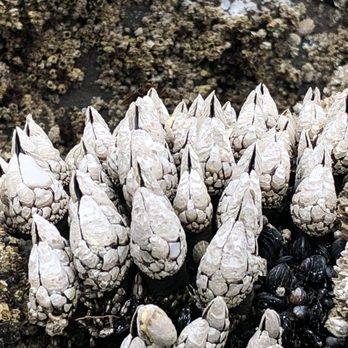 Cape Perpetua Scenic Area - Gooseneck barnacles, this area is a marine reserve so you can eat these. - Hiking Near Me - Yachats, Oregon Cape Perpetua Scenic Area - Gooseneck barnacles, this area is a marine reserve so you can eat these. - Hiking Near Me - Yachats, Oregon