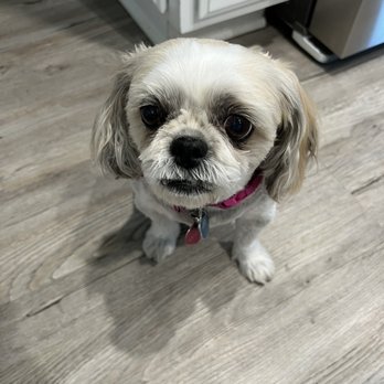 Petco - After I did it - Pet Training Near Me - Grants Pass, Oregon Petco - After I did it - Pet Training Near Me - Grants Pass, Oregon
