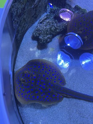 AQWA The Aquarium Of Western Australia by null