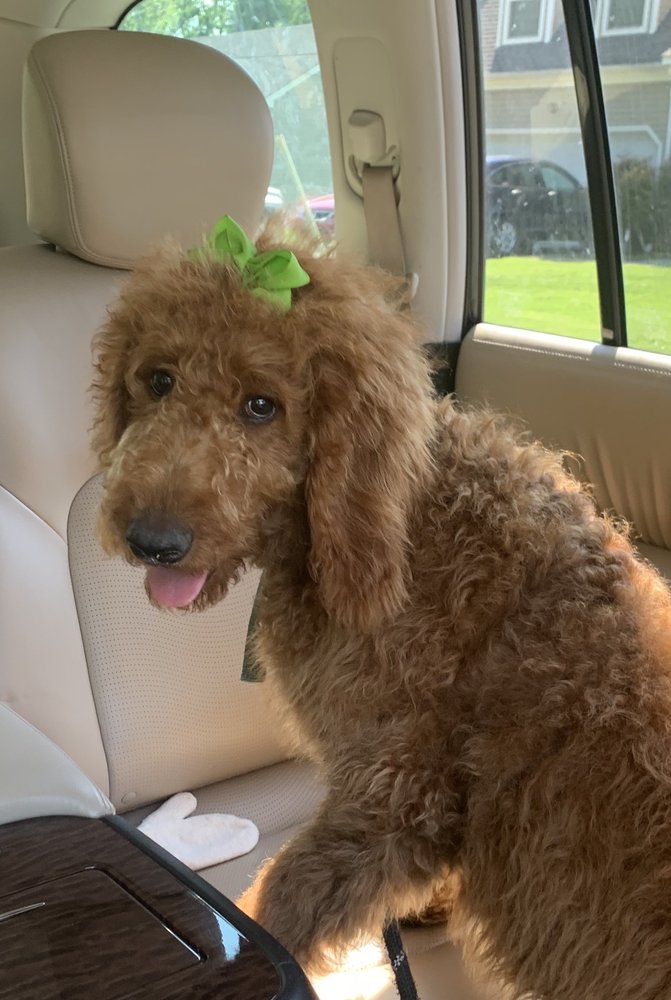 CRITTER CLEANERS 49 Photos & 24 Reviews 5109 W Mercury Blvd