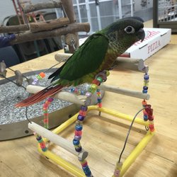 Rensselaer Bird Center - They hatched and handfed this green check conure that is now my baby! Thank you to all the wonderful staff at Rensselaer Bird Center!