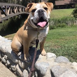 Otis on a walk in the park, usually super distracted by the geese but now paying attention to me instead! Thank you Adam and Krysta!