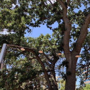 Hops & Scotch - Beautiful oak trees - Whiskey Bars Near Me - Walnut Creek, California Hops & Scotch - Beautiful oak trees - Whiskey Bars Near Me - Walnut Creek, California