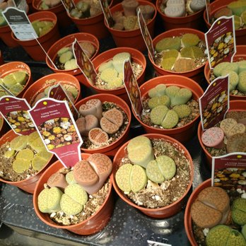 Kim's Nature - Living stones - Nurseries & Gardening Near Me - Markham, Ontario