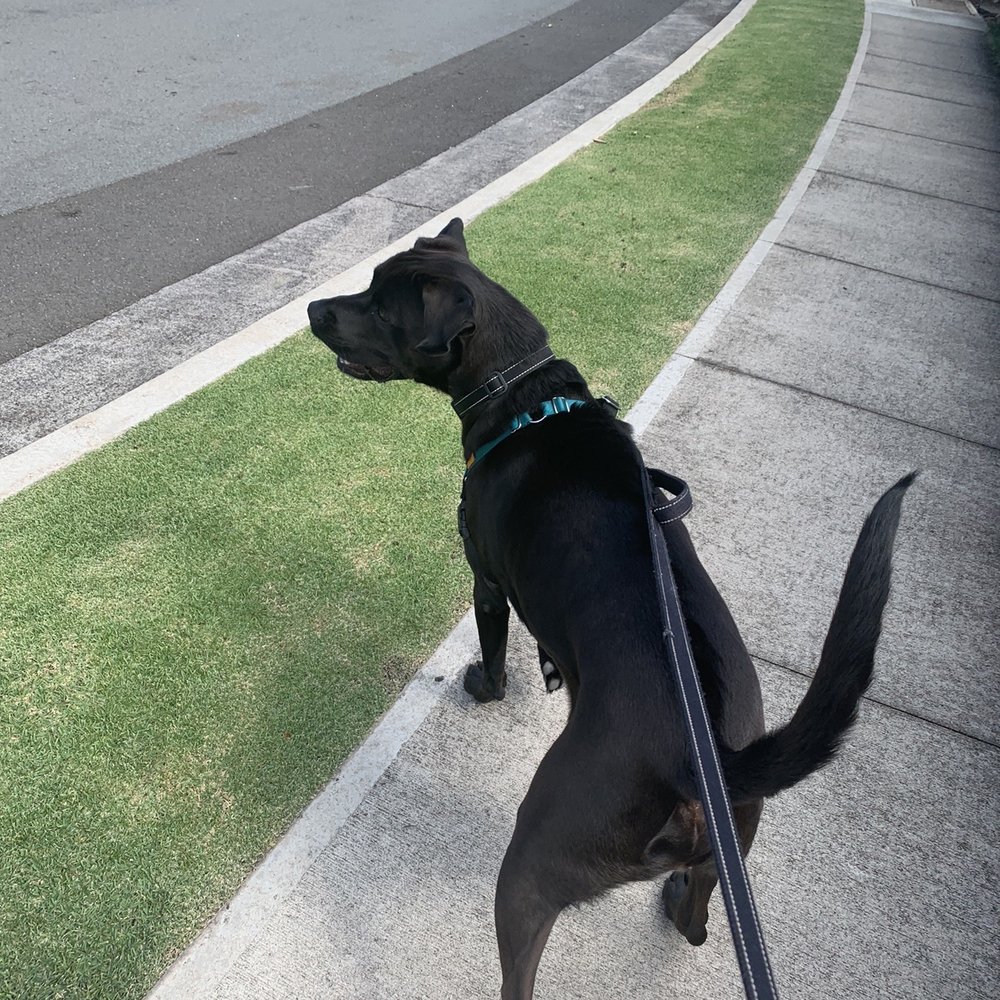 Off Leash K9 Training - BEFORE. Constantly tugging and lunging at dogs that were barking at him - Pet Training Near Me - Honolulu, Hawaii Off Leash K9 Training - BEFORE. Constantly tugging and lunging at dogs that were barking at him - Pet Training Near Me - Honolulu, Hawaii