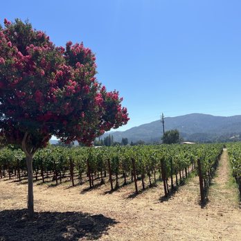 Raymond Vineyards - Crepe Myrtle tree - Wineries Near Me - St. Helena, California Raymond Vineyards - Crepe Myrtle tree - Wineries Near Me - St. Helena, California