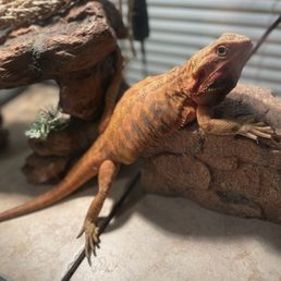 Bearded dragon