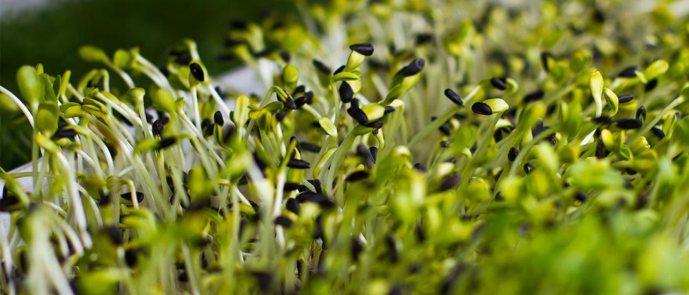 Food from Two Guys From Woodbridge