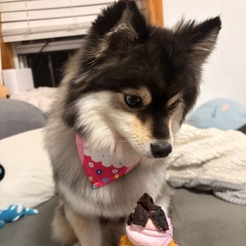 Axel & Tia's Pet Bakery - Pet Stores Near Me Axel & Tia's Pet Bakery - Pet Stores Near Me