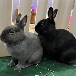 Cuddle Bunny