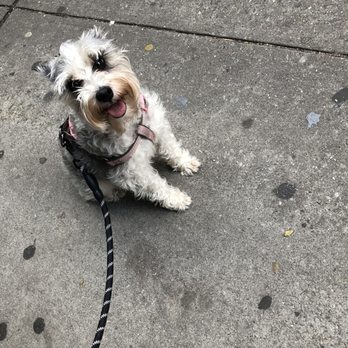 Commander Paw - Well behaved Sophie! - Pet Training Near Me - Beachwood, Ohio Commander Paw - Well behaved Sophie! - Pet Training Near Me - Beachwood, Ohio