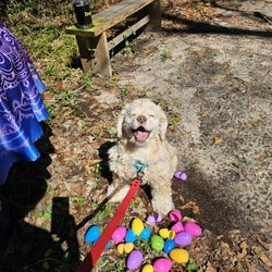 Graced Kennels